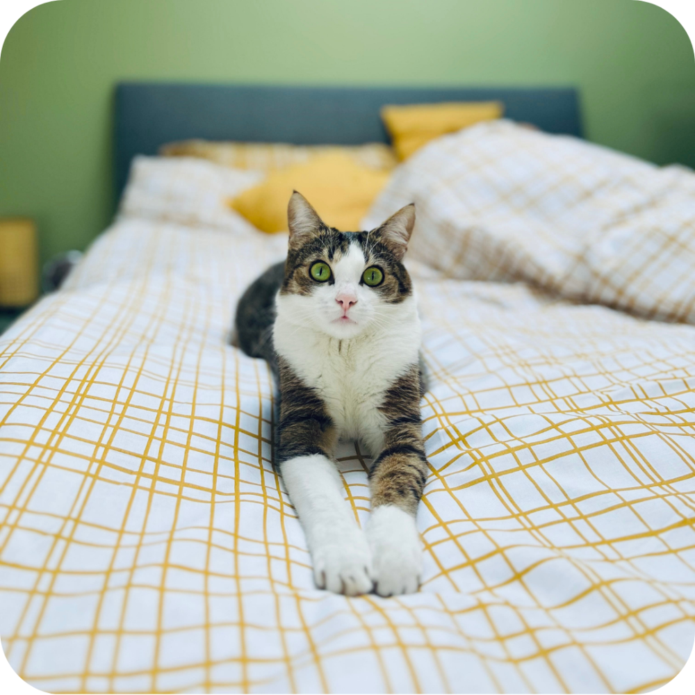 academia-girasol-Katsu